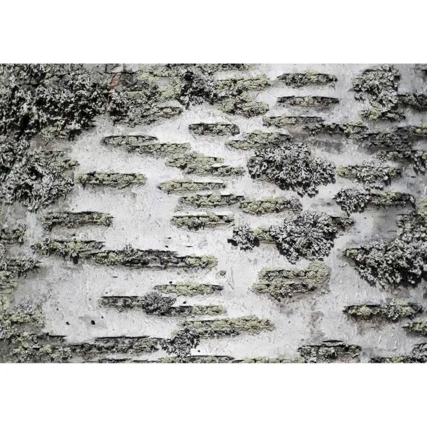 Akustiikkataulu Yeseco Quiet, 120x80cm, eri kuvia (myös omalla kuvalla)