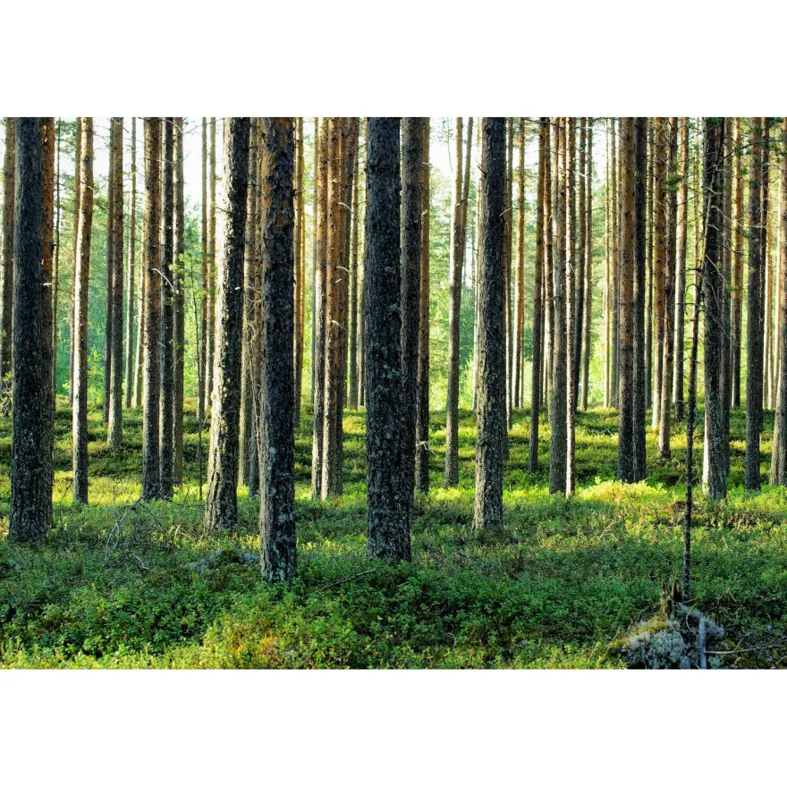 Akustiikkataulu Yeseco Quiet, 120x80cm, eri kuvia (myös omalla kuvalla)