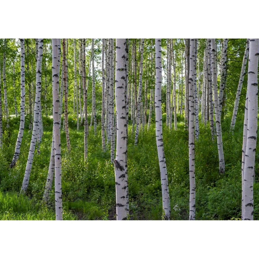 Akustiikkataulu Yeseco Quiet, 120x80cm, eri kuvia (myös omalla kuvalla)