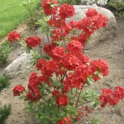 Atsalea Rhododendron Viheraarni Nabucco 30-40