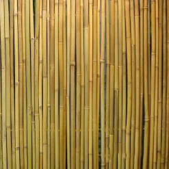 Bambuaita Home4you In Garden, 150x300cm