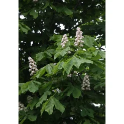 Hevoskastanja Aesculus hippocastanum Viheraarni 150-200