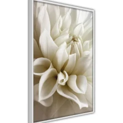 Juliste Artgeist Beautiful Dahlia, kehyksillä, eri kokoja