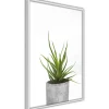Juliste Artgeist Haworthia, kehyksillä, eri kokoja