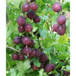 Karviainen Ribes Viheraarni Lepaan Punainen