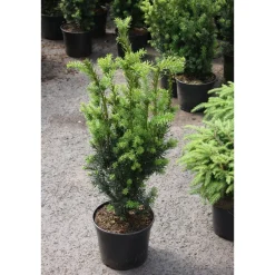 Kääpiöjapaninmarjakuusi Taxus cuspidata Viheraarni Nana 30-40