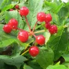 Kääpiökoiranheisi Viburnum opulus Viheraarni Compactum