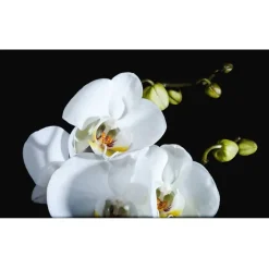 Kuvatapetti Artgeist Phalaenopsis, 270x450cm, musta