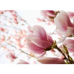 Kuvatapetti Artgeist Pink Magnolia, eri kokoja