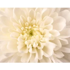 Kuvatapetti Artgeist White Dahlia II, eri kokoja