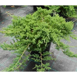Laakakataja Juniperus hor. Viheraarni Prince of Wales 30-40