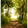Maisematapetti Dimex Forest Path, 225x250cm