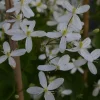 Mantsuriankärhö Clematis mandschurica Viheraarni