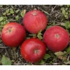 Omenapuu Malus domestica Viheraarni Punaposki