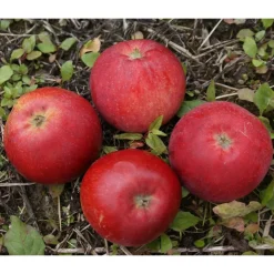 Omenapuu Malus domestica Viheraarni Punaposki