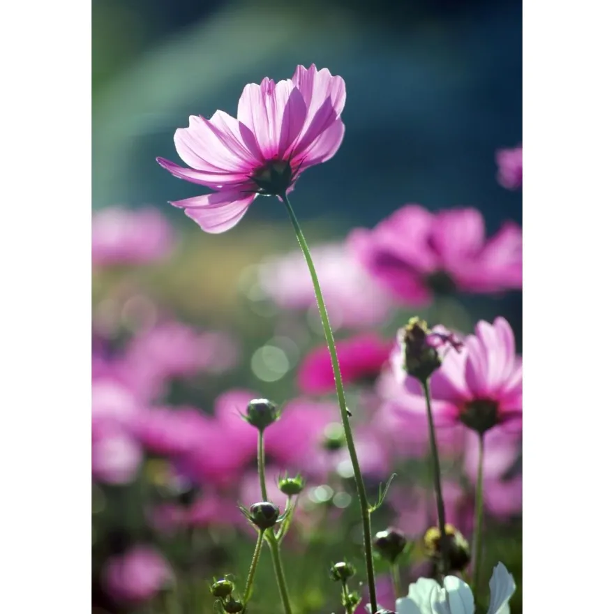 Paneelitapetti PhotoWallXL Purple Beauty 158005 1860x2790 mm