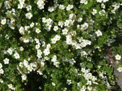 Pensashanhikki Dasiphora fr. Viheraarni Abbotswood