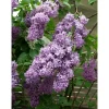 Pihasyreeni Syringa vulgaris Viheraarni, aitataimi