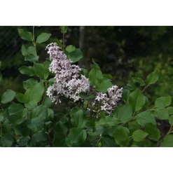 Pikkusyreeni Syringa meyeri Viheraarni Palibin