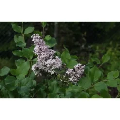 Pikkusyreeni Syringa meyeri Viheraarni Palibin 80