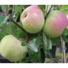 Pilariomenapuu Malus Viheraarni Medoc