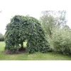 Sateenvarjojalava Ulmus glabra Viheraarni Camperdownii 180