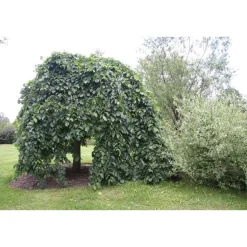 Sateenvarjojalava Ulmus glabra Viheraarni Camperdownii 180