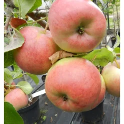 Talviomena Viheraarni Malus Domestica Kymppitonni 6-8 satoikäinen