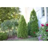 Timanttituija Thuja occ. Viheraarni Smaragd 100-120