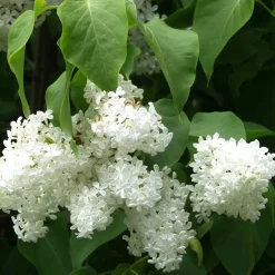 Valkoinen pihasyreeni Syringa vulgaris Viheraarni Alba