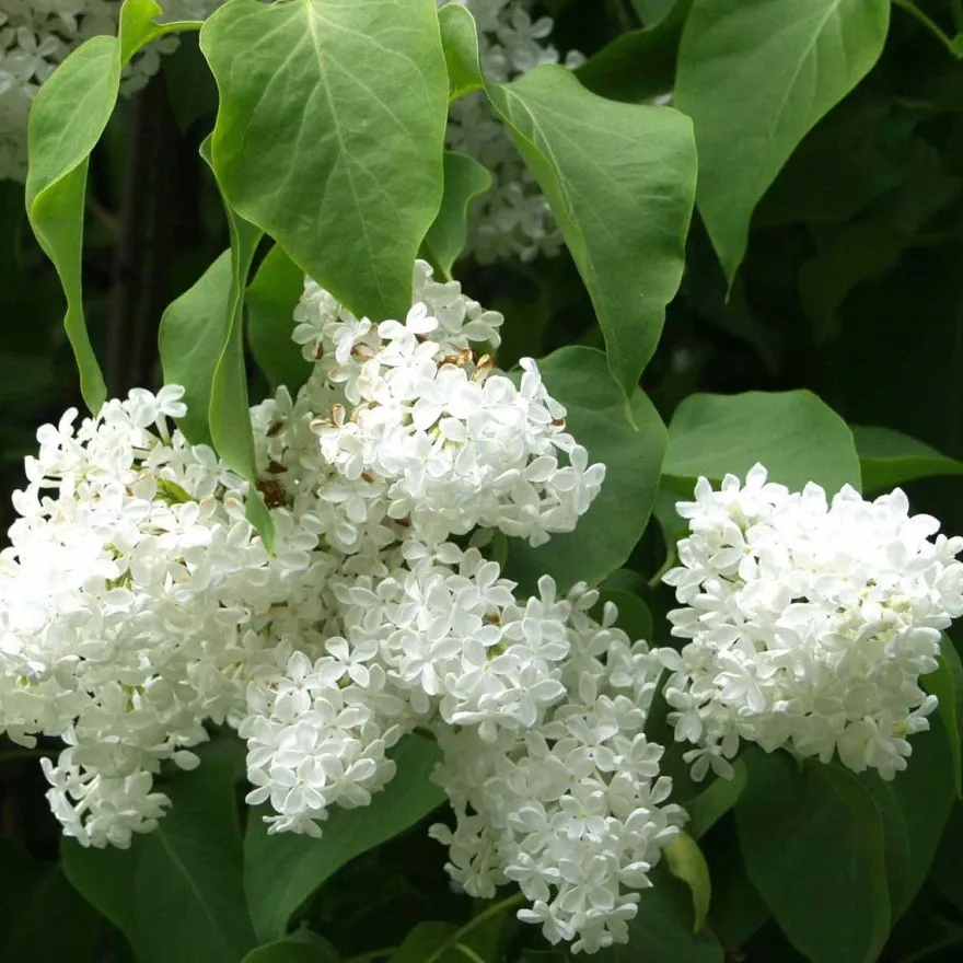 Valkoinen pihasyreeni Syringa vulgaris Viheraarni Alba