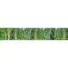 Välitilatarra Dimex Birch Grow, 180-350x60cm