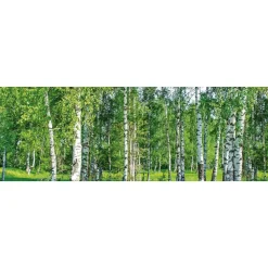 Välitilatarra Dimex Birch Grow, 180-350x60cm